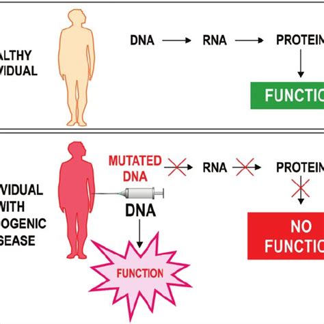 This Figure Shows Information About Protocols Of Gene Terapy In