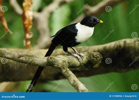 Bird White Necked Myna Stock Photo Image Of Animal 12788956