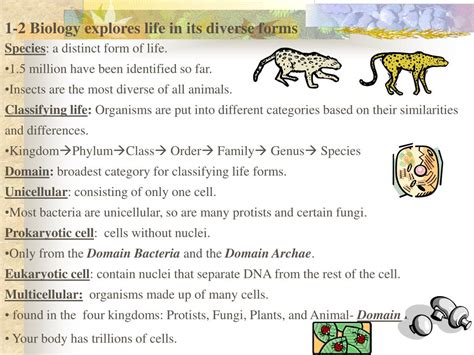 PPT Chapter 1 The Scope Of Biology PowerPoint Presentation Free