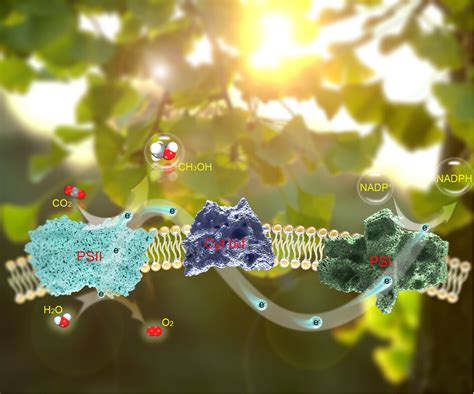 Light Driven Co2 Assimilation By Photosystem Ii And Its Relation To