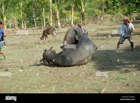 Two Carabao Fighting On Rice Field Philippines Stock Photo Alamy