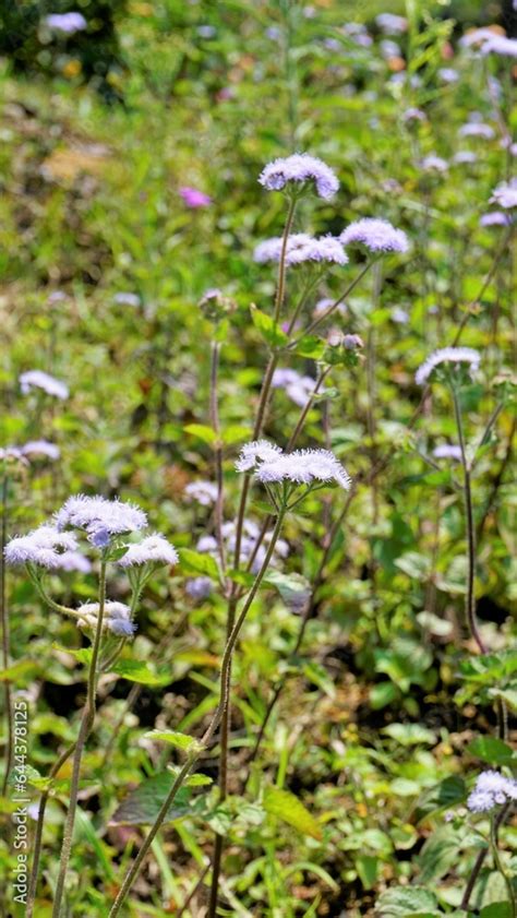 Portrait Flowers Of Ageratum Conyzoides Also Known As Tropical