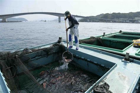 鯛王 たいおう 東町漁業協同組合 日本一の養殖ブリ『鰤王 ぶりおう 』