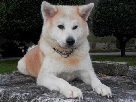 Akita Inu Carattere E Prezzo Idee Green