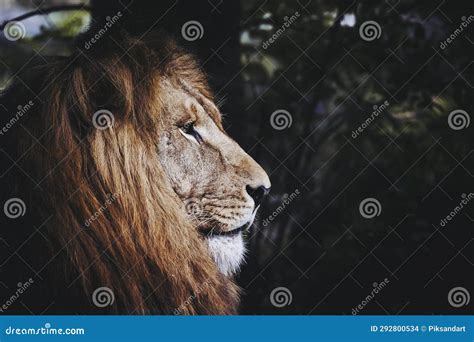 Portrait of a Majestic Lion King Stock Photo - Image of artistic ...