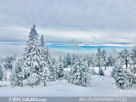 雪松图片大全高清,高山雪松图片 - 伤感说说吧