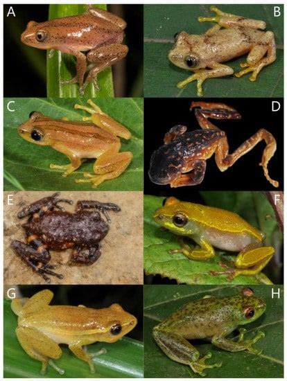 Diversity Free Full Text Amphibians Of Rwanda Diversity Community