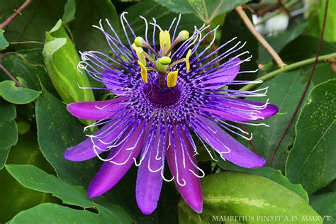 Passiflora La Lucchese The Italian Collection Of Maurizio Vecchia