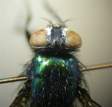 Lucilia Bufonivora Female Head Thorax Wood End Covent Flickr