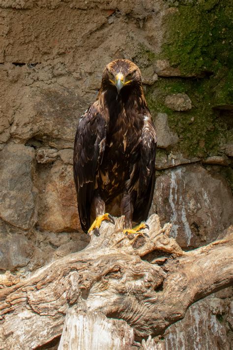 Close-Up Shot of a Golden Eagle · Free Stock Photo