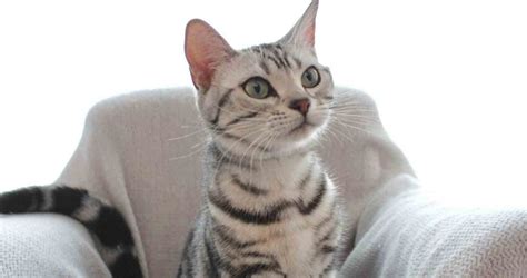 American Shorthair Cat Breed All You Need To Know About The Breed