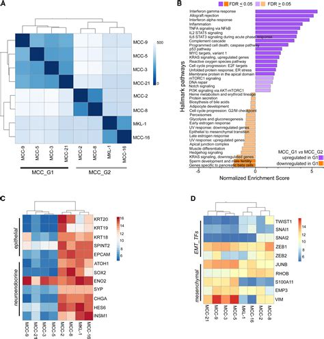 Single Cell Dissection Of Merkel Cell Carcinoma Heterogeneity Unveils