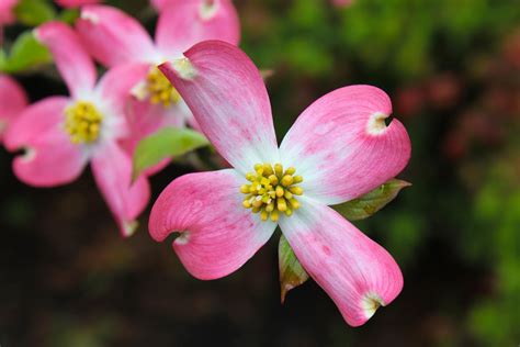 Pink Dogwood Blossoms Pink Dogwood, Dogwood Flowers, Popular Wallpaper ...