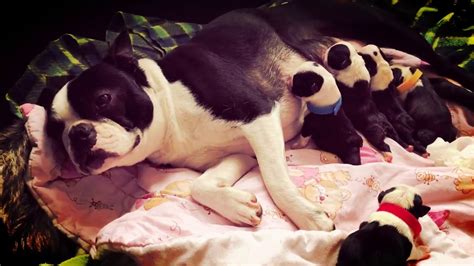 Amazing Journey Through Pregnancy To Birth Experienced By Our Beloved Kiki Gorgeous Boston