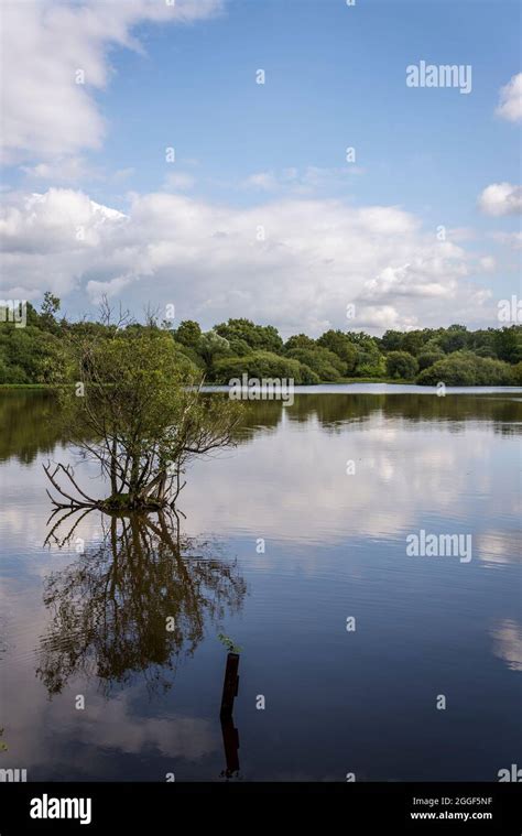 Epsom common, a Nature reserve in Surrey near Epsom, England, UK Stock ...