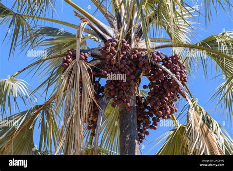 Palm Fruit Tree