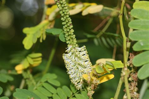 Entada Parvifolia Fabaceae Image At Phytoimages Siu Edu