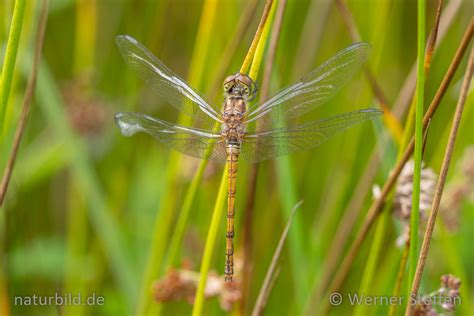 Gro E Heidelibelle Sympetrum Striolatum Naturbild Werner Steffen