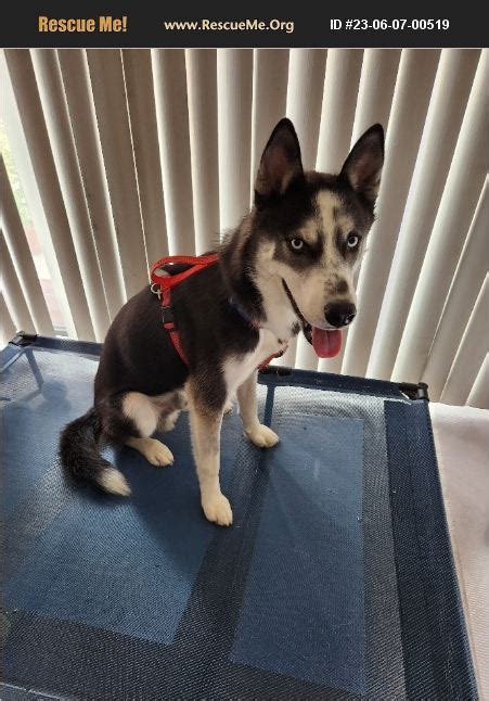 Adopt Siberian Husky Rescue Alexandria Va