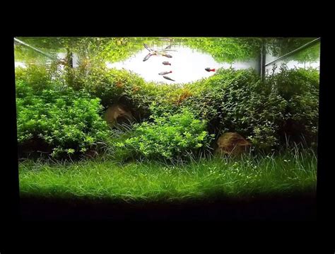 Resultado Iaplc The International Aquatic Plants Layout Contest