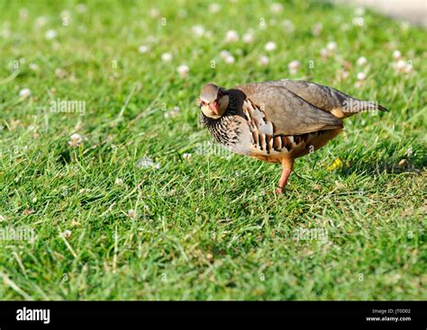 Red Legged Partridges Hi Res Stock Photography And Images Alamy