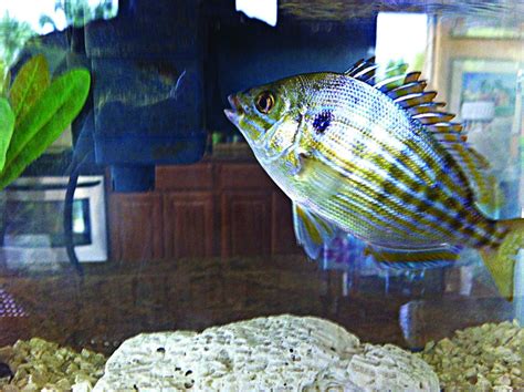 The Mighty Pinfish A Major Player In Our Estuaries Coastal Angler