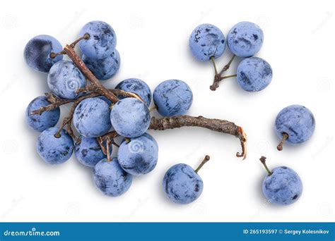 Fresh Blackthorn Berries With Twig Prunus Spinosa Isolated On White