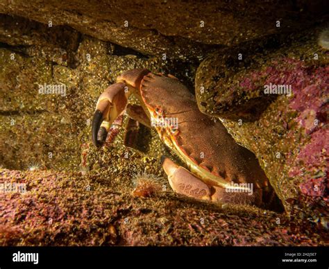 A Closeup Picture Of A Cancer Pagurus Also Known As Edible Crab Or