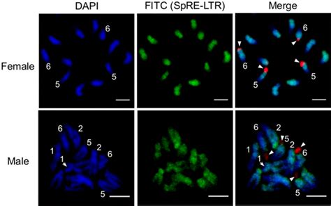 Fluorescence In Situ Hybridization Fish Mapping Of Spre Download