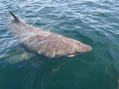 Basking Shark - A-Z Animals