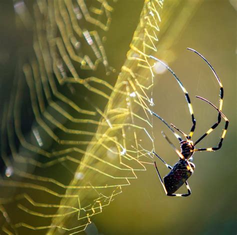 🔥 The East Asian Joro Spider Spins Golden Silk Webs 🔥 R