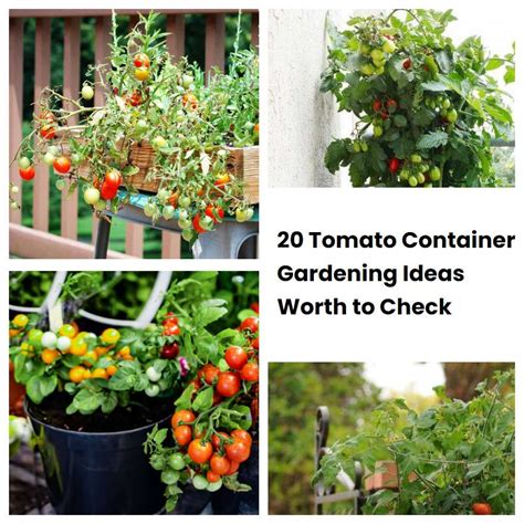 Tomato Container Gardening Ideas Worth To Check Sharonsable