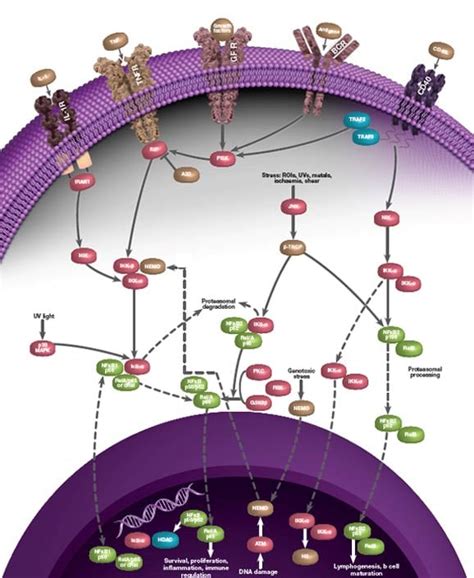 Nf Kb Signaling Pathway And Cancer