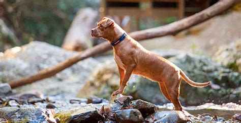 Collares para Perros Los 12 Mejores Guía 2023 MascotaPro