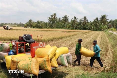 Vietnam Leads In Export Rice Prices Globally Vietnam Vietnamplus