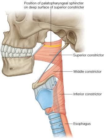 Muscles of the Pharynx Flashcards | Quizlet