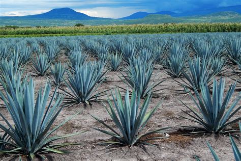 El Picudo Del Agave Es Considerado Como La Plaga Más Importante En