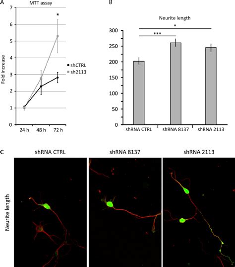 Thoc Knockdown In Lc Neural Precursor Cells And Rat Hippocampal