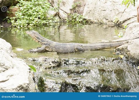 Water Monitor Or Varanus Salvator Is A Large Lizard Stock Image