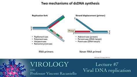 Virology 2014 Lecture 7 Viral Dna Replication Youtube