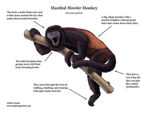 Monkey Mantled Howler