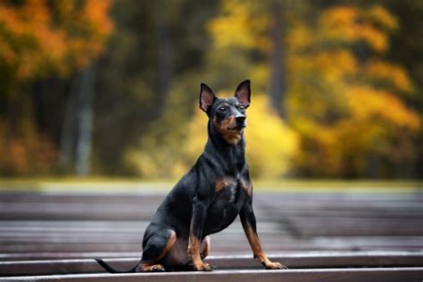 Pinscher Allemand Tout Savoir Sur Ce Petit Chien Caractériel Blog