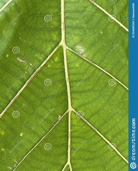 Textura Verde Da Folha De Bife Imagem De Stock Imagem De Flora