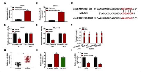 MiR 645 Was A Target Of CircFAM120B A B Biotinylated CircFAM120B