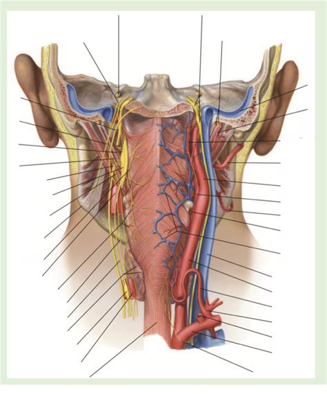 retropharyngeal space Diagram | Quizlet