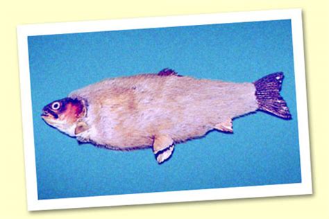 The Pictures Blog Of Mr Malaos Furry Fish