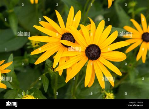 Black Eyed Susan Stock Photo Alamy