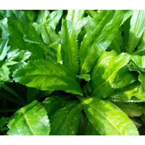 Jual Jual Daun Walang Sangit Culantro Atau Ketumbar Panjang Segar 1kg