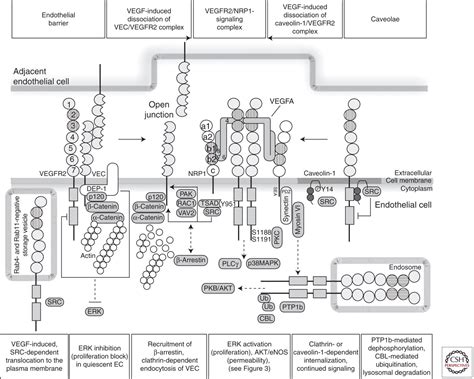 Signal Transduction By Vascular Endothelial Growth Factor Receptors