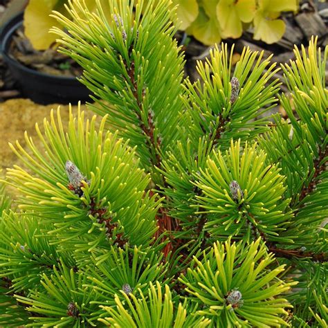 Pinus Mugo Winter Gold Pin Des Montagnes Au Superbe Feuillage Doré En